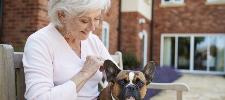 Senior Woman Sitting On Bench With Pet French Bulldog In Assisted Living Facility Senior Woman Sitting On Bench With Pet French Bulldog In Assisted Living Facility